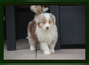 Australian Shepherd - Traumwelpen -KEINE Arbeitslinie-aus langjähriger Familienaufzucht.