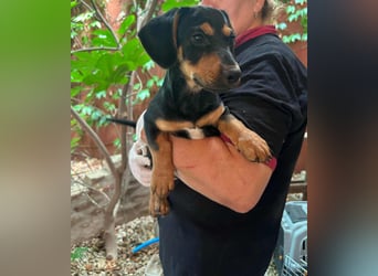 Marvin, geboren 25.03.2025, 24cm sucht seine Familie