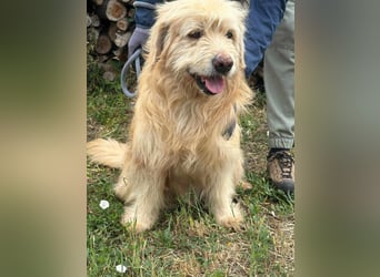 Buddy, geboren 01.04.2024, 50cm sucht seine Menschen