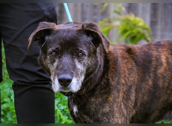 Nero, Mix Schäferhund / Castro Laboreiro, lieb und sozial