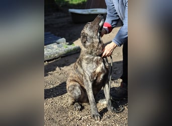Jackpot - ein majestätischer Doggen-Mix sucht sein Königreich
