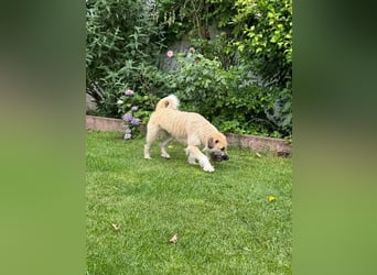 ♥STRUPPI♥ neu auf Pflegestelle bei Köln - sehr hübscher, ganz lieber Junghund 49 cm