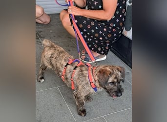 Mona – kleine Herzenshündin sucht ihr Für-immer-Zuhause