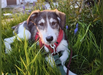 Linda, Traumhündin sucht Traumzuhause, PS in 94078 Freyung