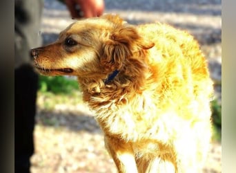 Lola 2, Mischling
