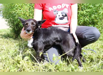 Hedi, Mix Dackel / Chihuahua, lieb und verträglich