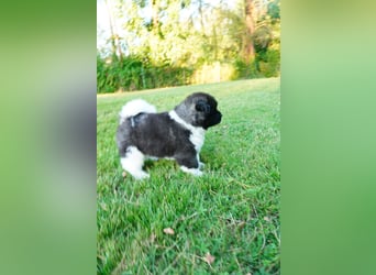 Amerikanische Akita