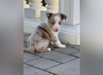 Wunderschöne Border Collie Welpen
