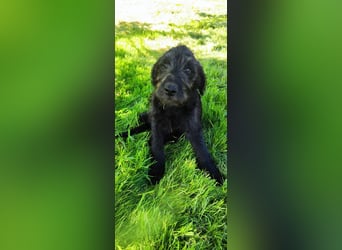 Labradoodle Silver Abgabebereit mit Papieren (Habeicaped)