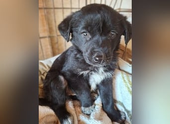 Mika - Hundemädchen zum verlieben