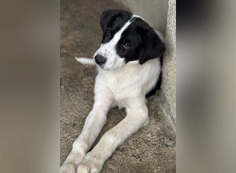 Zola, geb. ca. 01/2025, lebt in GRIECHENLAND, im städt. Tierheim Serres