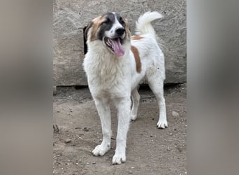 JAMY, Rüde, 1,5 Jahre, 46cm, Mischling, Tierschutz