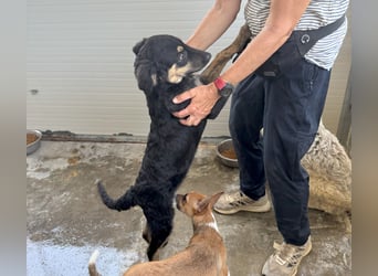 Liberotto: süßer Fratz sucht dringend Kuschelplatz