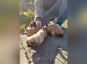 Pekinese chihuahua Mix welpen