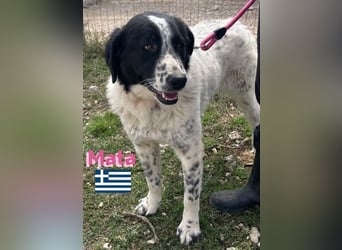Mata, 09/23 - hübsche Begleiterin sucht ihren Menschenfreund