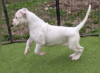American Bulldog Welpen