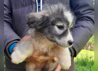 Tiara ❤️ aufgewecktes Husky-Mix Mädl