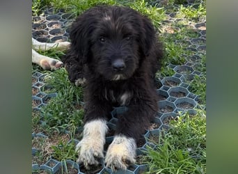 Bruno