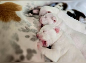 American Bulldog Welpen aus Hybrid/Standard Verpaarung ab Mitte Juni abzugeben, www.cocodin-bulls.de