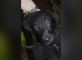 Sanfter Schäferhund-Border-Collie-Mischling "Motte"  (w); fünf Monate
