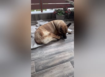 Schäferhundmix MADDOX sucht seine eigene Familie!