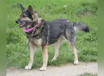 Bally - Ausgeglichener Rüde ruhig und lieb, ca. 5 Jahre