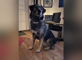 ♥ALITA♥ Pflegestelle dringend gesucht - wunderschöne, aufgeschlossene Herdenschutz-Mix-Hündin 59 cm