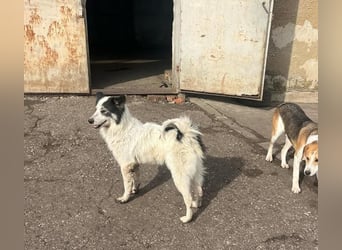 Ajuna, Husky-Collie Mix, verjagt und sich selbst überlassen