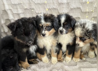 Wunderschöne Mini Aussies ab sofort ausziehbereit