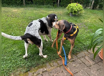 Jo:  Traumhund für Segugio-Freunde