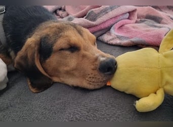 Tadeus sucht sein Körbchen (59514 Welver)
