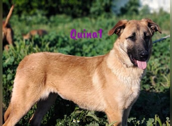 Quina1 06/2024 (ESP) - bezaubernde, aufgeschlossene & soziale Schäferhund-Mix Welpin!