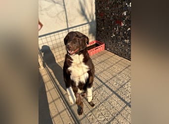 Fröhlicher Dobby sucht Familie