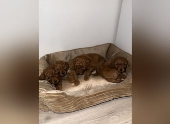 Kleine Toy Pudel rot braun (asiatische Linie)