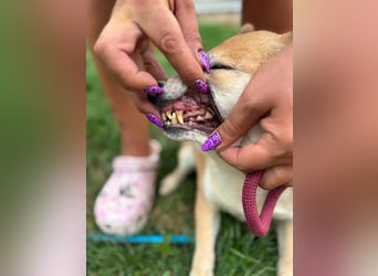 Kira PP – sensible Shiba Inu-Dame sucht einfühlsame Menschen