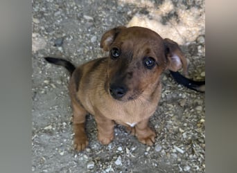 FRIEDA - DACKELWELPE SUCHT ZUHAUSE