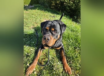 Rottirüde (20 Monate) sucht neues Zuhause