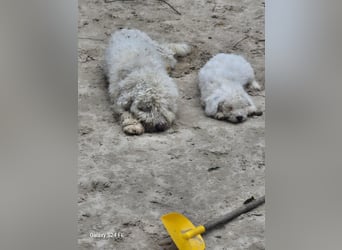 Spanischer Wasserhund
