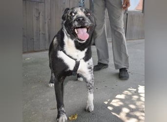 Mady eine verspielter Familienhund