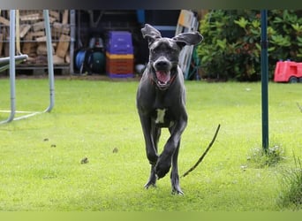 Aris aus Mönchengladbach - wunderschöner Deutscher Doggen Bub!
