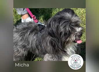 Micha: Hundekind sucht ein Zuhause