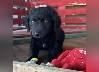 Luma eine winzige Prinzessin