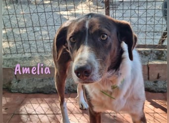 Amelia 08/2018 (ESP) - bezaubernde, ausgeglichene und soziale Hütehund-Mix Hündin!