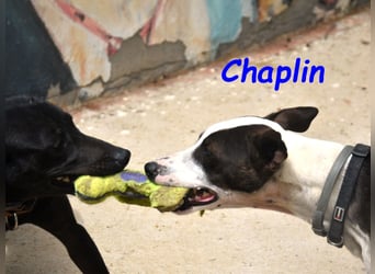 Chaplin geb. 04/2024 (ESP) - charmanter, verspielter und geselliger Bodeguero-Podenco-Mix!