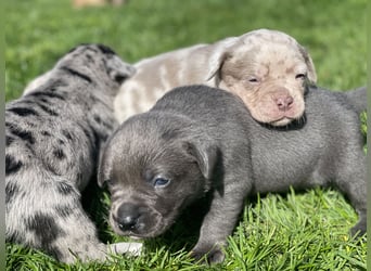 Exquisit Bulladors (Labrador, English Bulldogge)mit vollen Papieren, Ahnentafeln, Gesundheitszeugnis