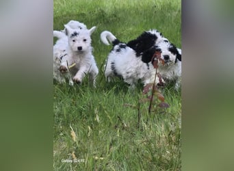 Spanische Wasserhund Welpen reinrassig