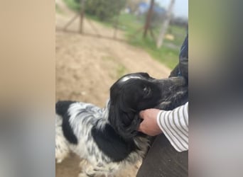 Leroy - super freundlich sucht Familienanschluss