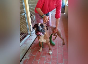 Thor, freundlicher Familienhund - NOTFALL -