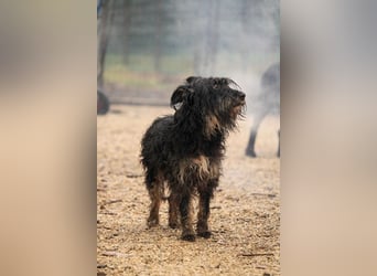 Borzi VA – Sensible Schnauzermix-Hündin sucht ein ruhiges Zuhause bei einer einfühlsamen, ruhigen Pe