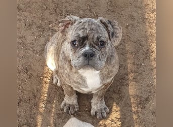 Englisch Bulldog Grenchi Mix Welpe